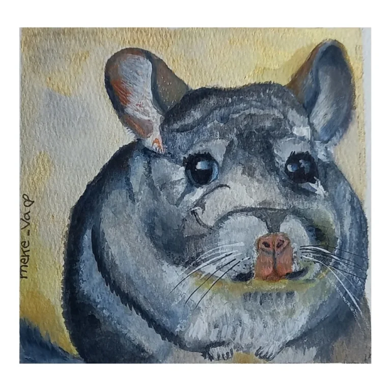 Meke Va - Chinchilla Chilena
