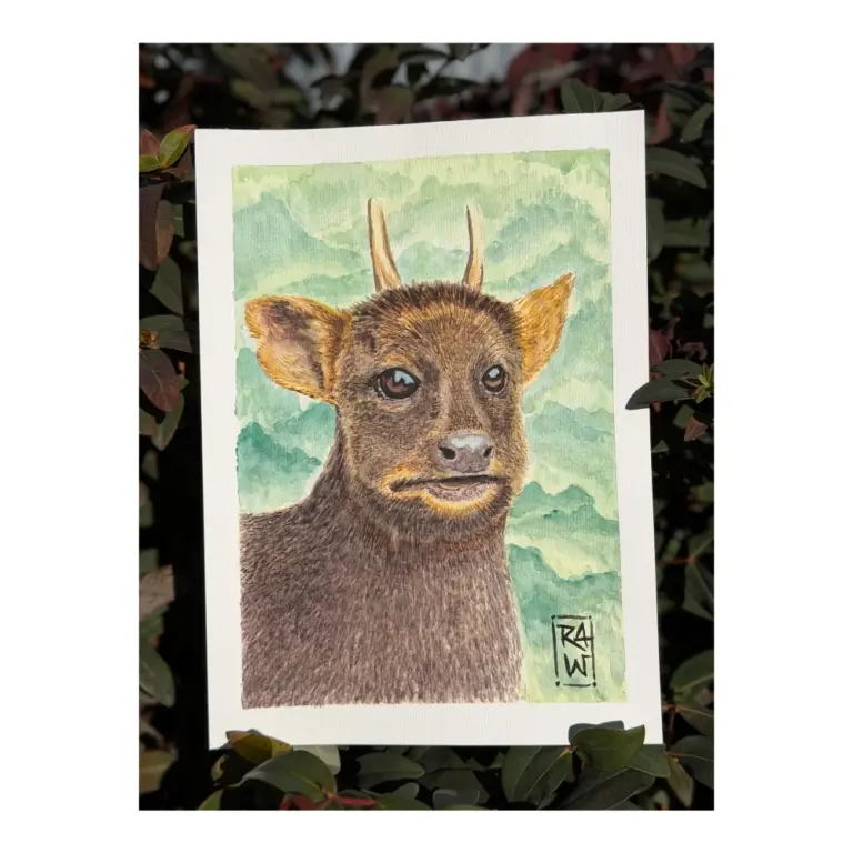 Ricardo Vega Munizaga - Pudú