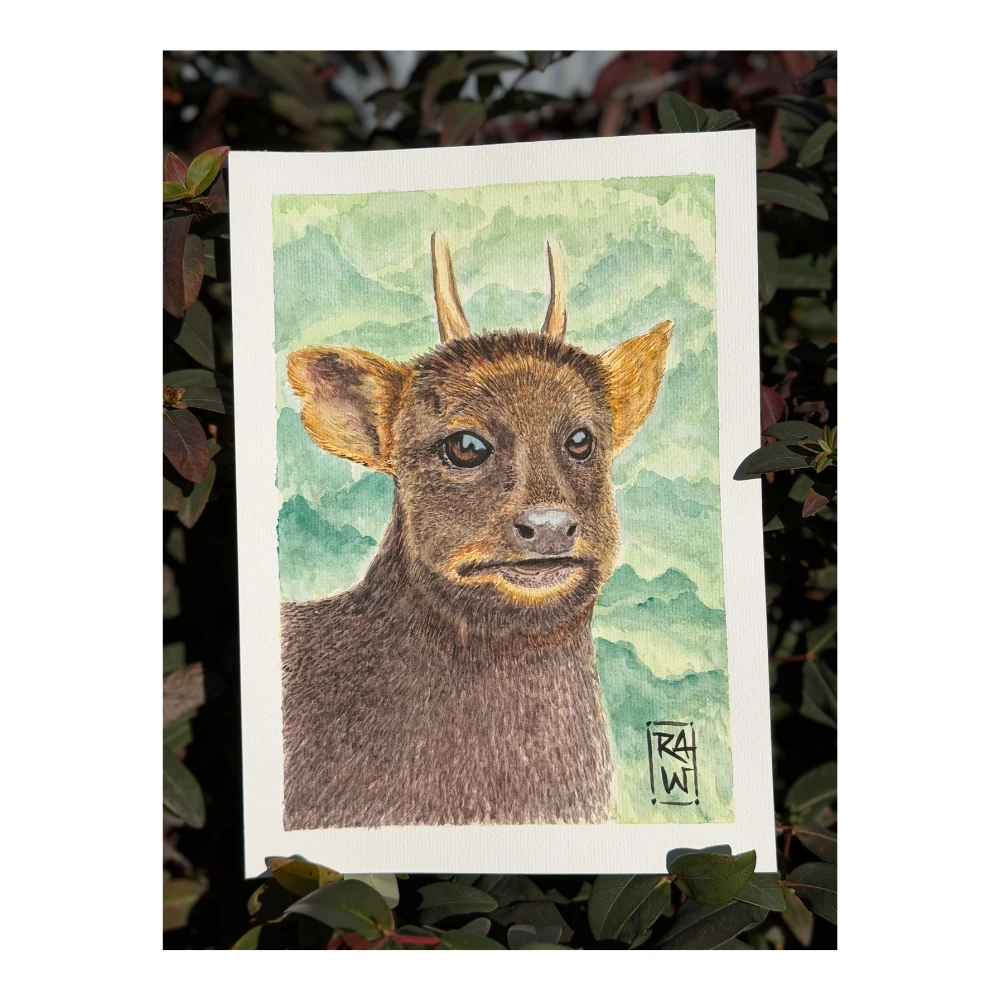 Ricardo Vega Munizaga - Pudú Ricardo Vega Munizaga - Pudú